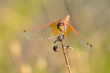  libelula roja posada en una rama seca sobre fondo verde (gomphus vulgatissimus) Marbella Andalucía España