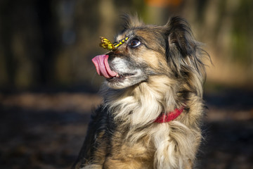 Hund-Schmetterling