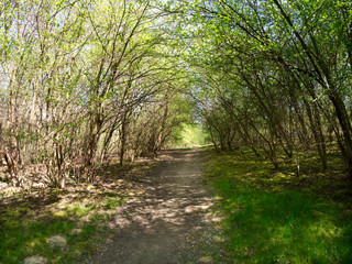 Wiosna Las - Leśnia droga