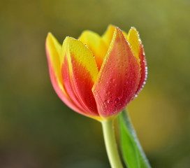 Naklejka premium red tulip in the garden