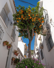 Spain orange trees in town