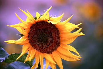 Naklejka premium Słonecznik