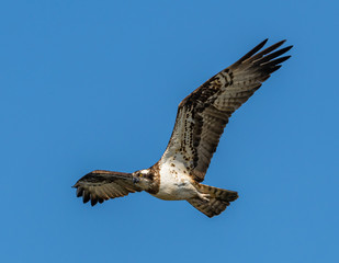 river hawk or western osprey (Pandion haliaetus) in flight