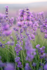 Naklejka premium Lavender field on a sunny day, lavender bushes in rows