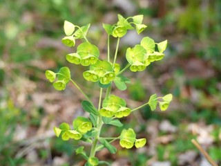 Euphorbia amygdaloides, the wood spurge, a species of flowering plant in the family Euphorbiaceae, native to woodland locations in Europe, Turkey and the Caucasus
