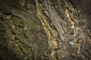 apricot bark texture have shades of green