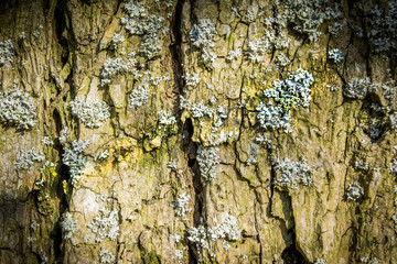 poplar bark texture have shades of green