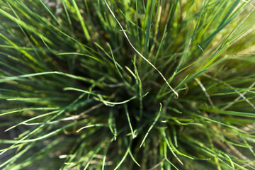Green Tufted Grass full screen view from above