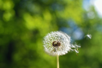 Pusteblume