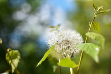 Pusteblume