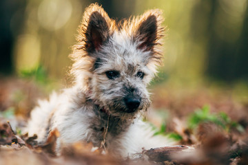 Cute little adopted mix-breed puppy having fun in the forest. 