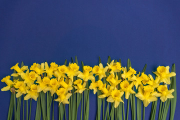 large bouquet of yellow daffodils on an indigo background. Copy space. Can be used as a card,...