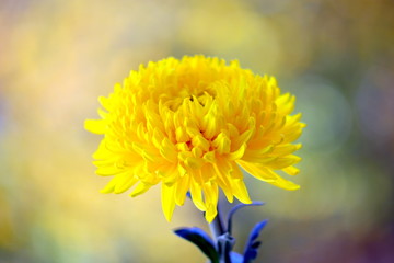 close up of yellow flower