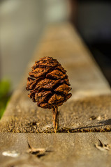Pine cone