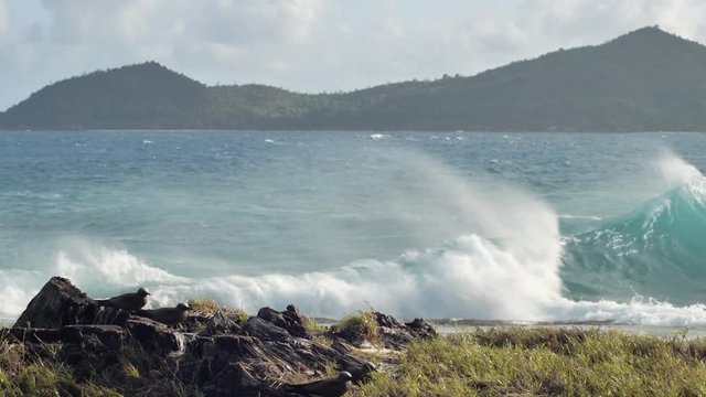 Brown Noddy Birds Sitting on Rocky Shoreline as Waves Crash in on Cousin Island in the Seychelles