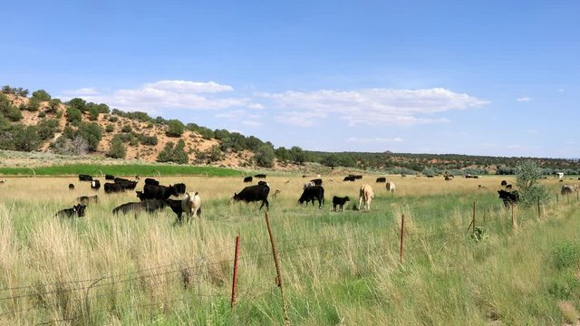 A right to left pan of a green grass pasture in Johnson Canyon with views of the Grand Staircase  Escalante National Monument grazing cattle and a white horse.