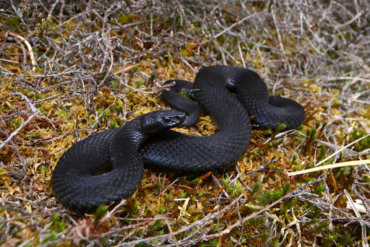 schwarze Kreuzotter (Vipera berus) - black Common adder