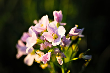 Meadow foam herb

A small flower that blooms in spring. It has a green stem and white-purple flowers