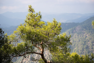 mountain pines and firs with huge thick cones like small birds on a branch on the mountains of Cyprus