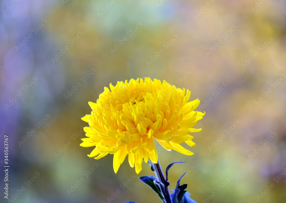 Wall mural yellow flower in the garden