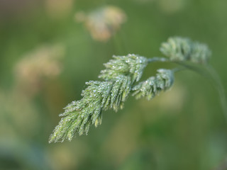 Drops of water on green leaves close-up. Dewdrops on a green plant.