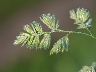 Drops of water on green leaves close-up. Dewdrops on a green plant.