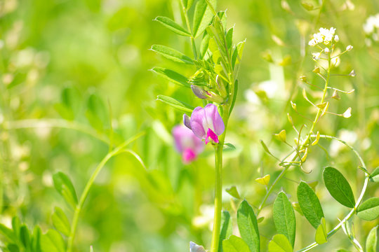 春に生える雑草のカラスノエンドウまたはヤハズエンドウ（学名：Vicia angustifolia）、日本、東京