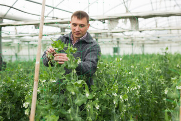 Farmer controlling growth of peas in hothouse