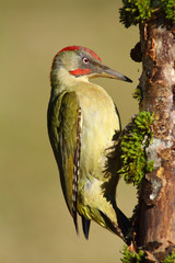 European green woodpecker 1