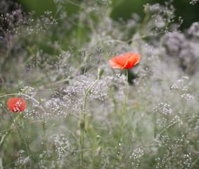 red poppy in a field
