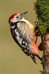 Lesser Spotted Woodpecker 1