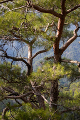 mountain pines and firs with huge thick cones like small birds on a branch on the mountains of Cyprus