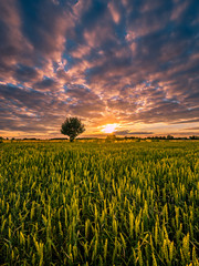 Sunset over a green field and a tree