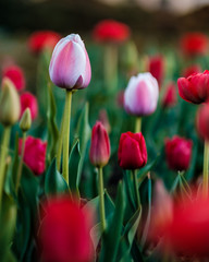 Pink violet tulip with blurred tulips in the background