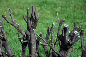 tree branches in the garden