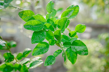 Green kaffir lime