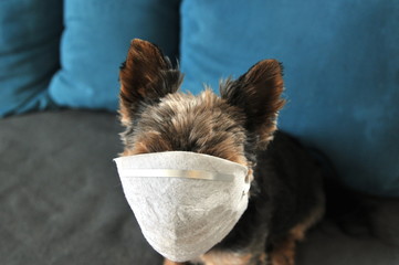 Yorkshire Terrier wih protective face mask