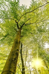 Fototapeta premium Baum Stamm mit Sonne im Frühling