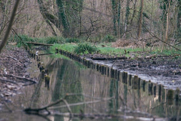 A marked water channel in swampy woods going to a dead end.