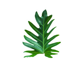 Beautiful Tropical green leaf isolated on white background for design elements, Flat lay