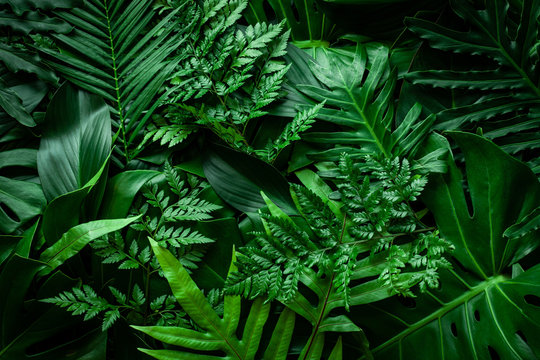 closeup nature view of green monstera leaf and palms background. Flat lay, dark nature concept, tropical leaf