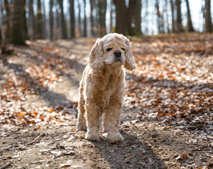 Old American cocker spaniel