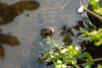 freshwater green frog with its head above the lake water. The eye of a frog. amphibian