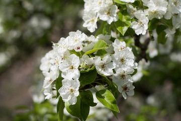 Apple tree spring flowers