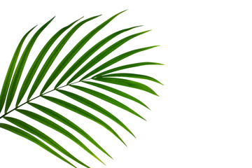 leaves of coconut isolated on white backgroundfor design elements, tropical leaf, summer background