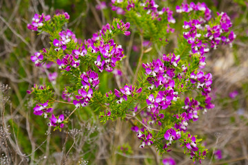 Fototapeta premium polygala myrtifolia blossom