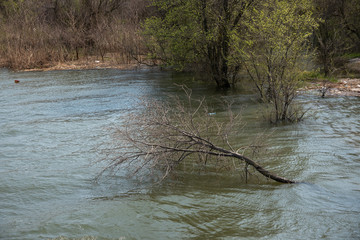 bad weather led to flooding and flooded the nearest grove. dry tree floats on the river. strong wind