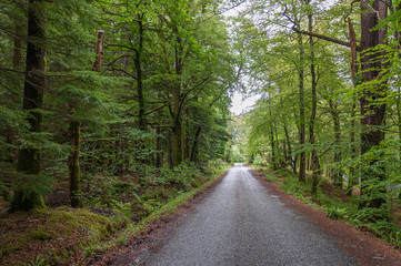 Road cutting through a wood with bright green leaves, Glencoe, Scottish Highlands. Concept: Scottish famous panoramas, mysterious ancient places, Scottish nature