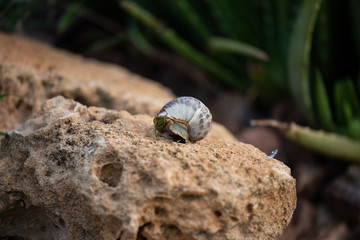 huge grape snails in their natural habitat, on the ground and rocks, among the grass