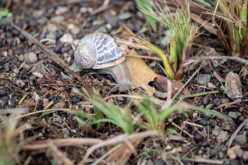 huge grape snails in their natural habitat, on the ground and rocks, among the grass